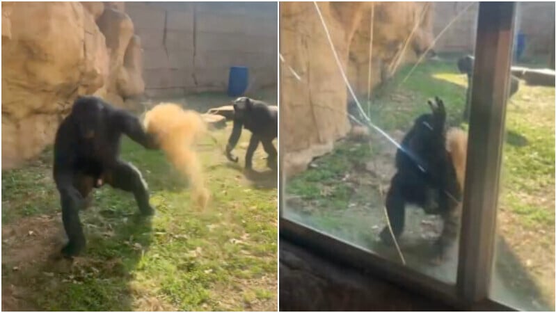 美國動物園一隻倭黑猩猩突然猛力撞擊玻璃，留下長長裂痕。（圖／翻攝自X）