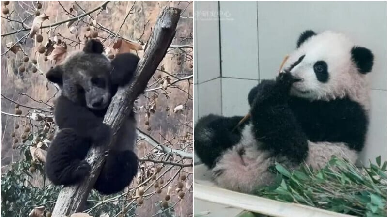 「蘇錦崽」全身「黢黑」的毛色在網絡走紅。（圖／翻攝《環球網》）