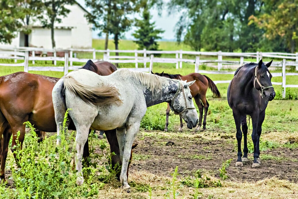 動物如何感知人類的感受
