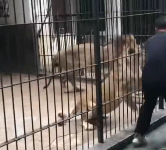 鐵籠裡一隻母獅突然伸出爪子,死死的抓住女童褲腳。(微博)