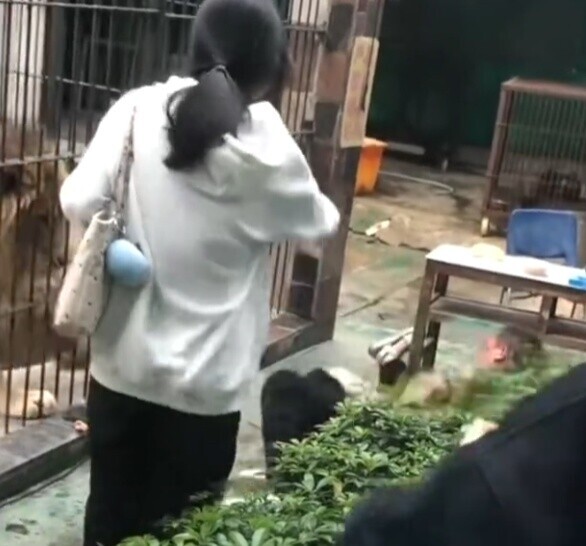 經過一陣僵持,終於將女童拉離柵欄。(微博)