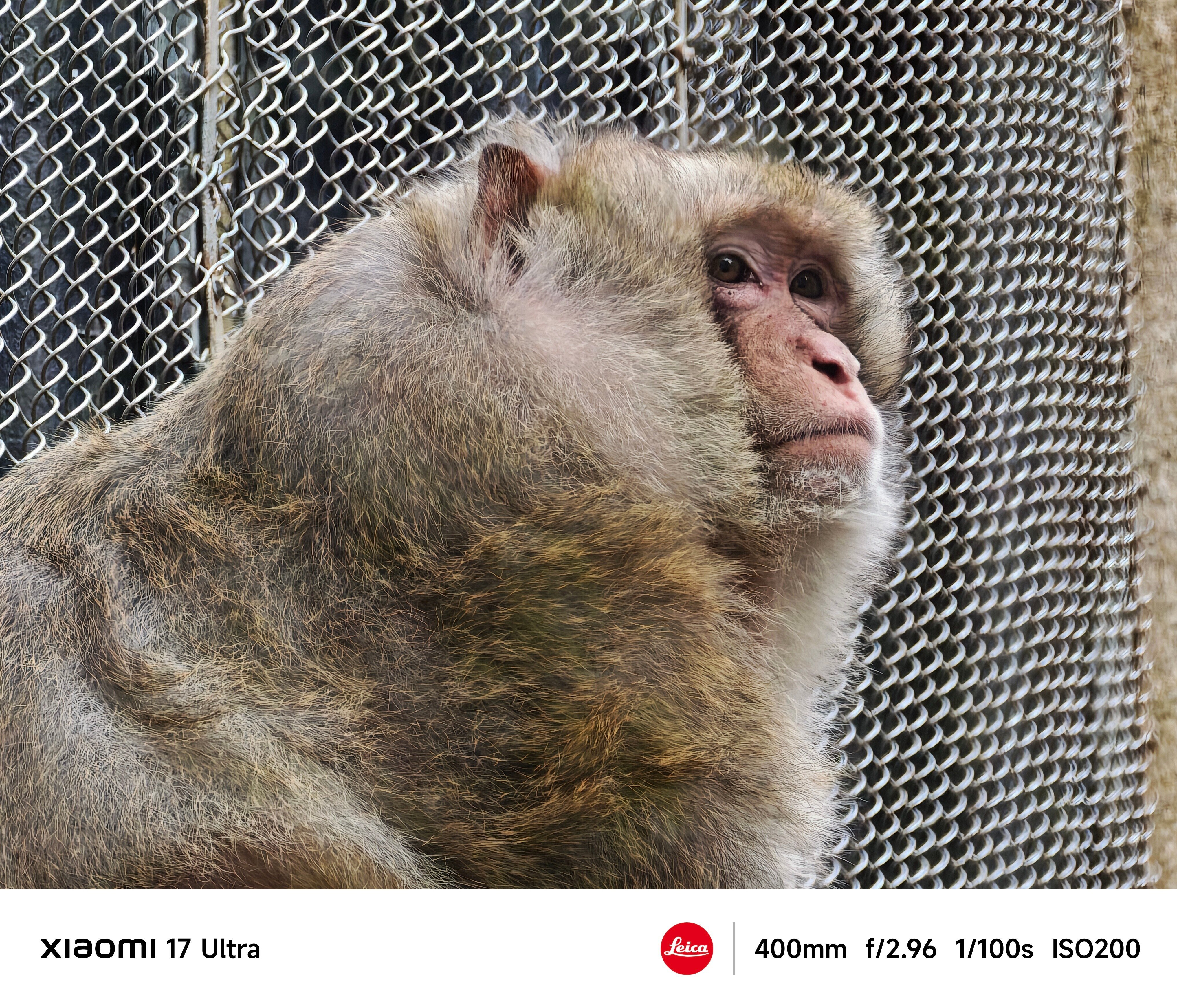 Xiaomi 17 Ultra拍攝動物毛髮細緻。