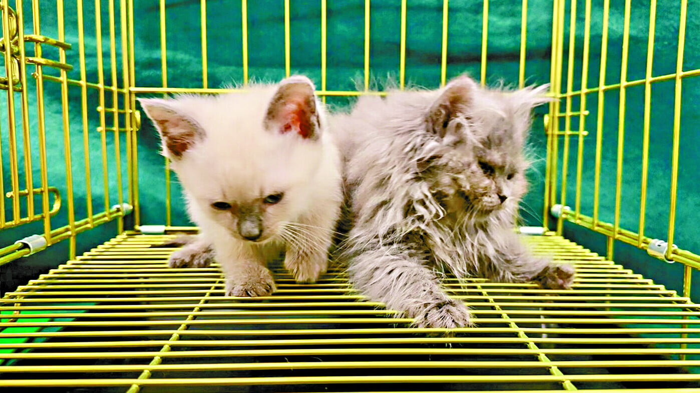 檢獲的懷疑非法進口貓。