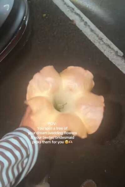 一名準新娘近日在悉尼街頭發現一種外型優雅的喇叭狀花朵,認為正是自己理想中想用的婚禮花卉,便與好友一起採摘。(TikTok)
