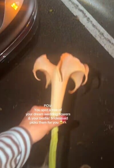 一名準新娘近日在悉尼街頭發現一種外型優雅的喇叭狀花朵,認為正是自己理想中想用的婚禮花卉,便與好友一起採摘。(TikTok)