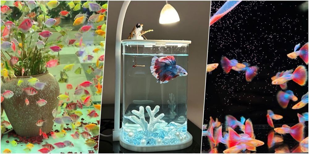 水族是最受歡迎的異寵,各種觀賞魚成為新手首選。(網上圖片)
