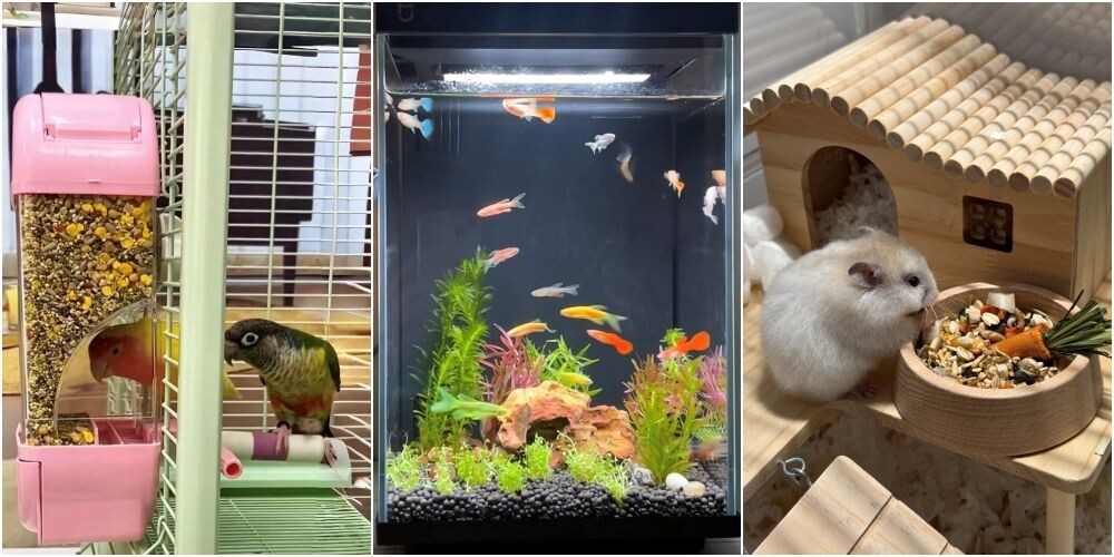 飼養人群上升,異寵用品隨之熱銷。鳥餵食器、水族造景設備、倉鼠籠等,在電商平台的成交量大增。(網上圖片)