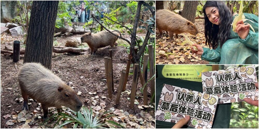 動物園是異寵愛好者「擼寵」好去處。南京紅山森林動物園,開設線上「認養」活動,認養人有機會近距離與水豚(卡皮巴拉)互動。(網上圖片)