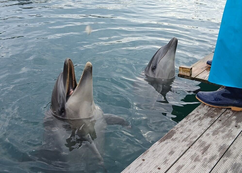 水族館飼養的海豚。(X)
