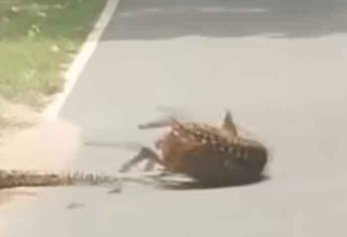蟒蛇