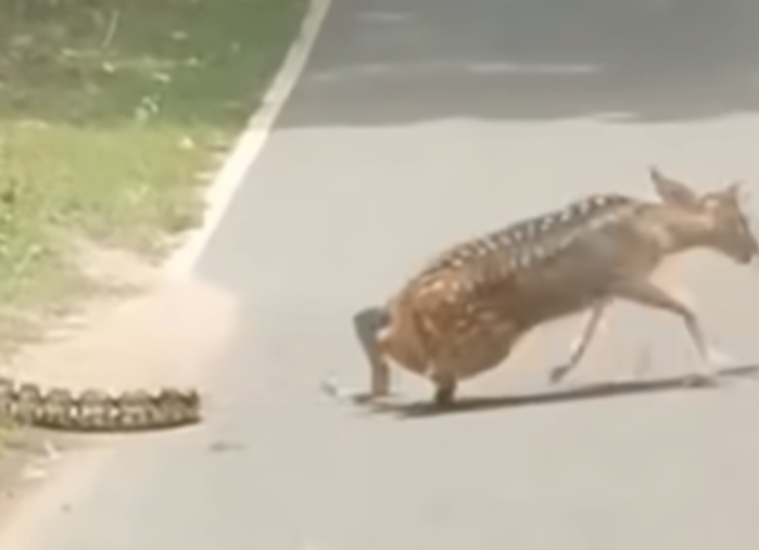 蟒蛇