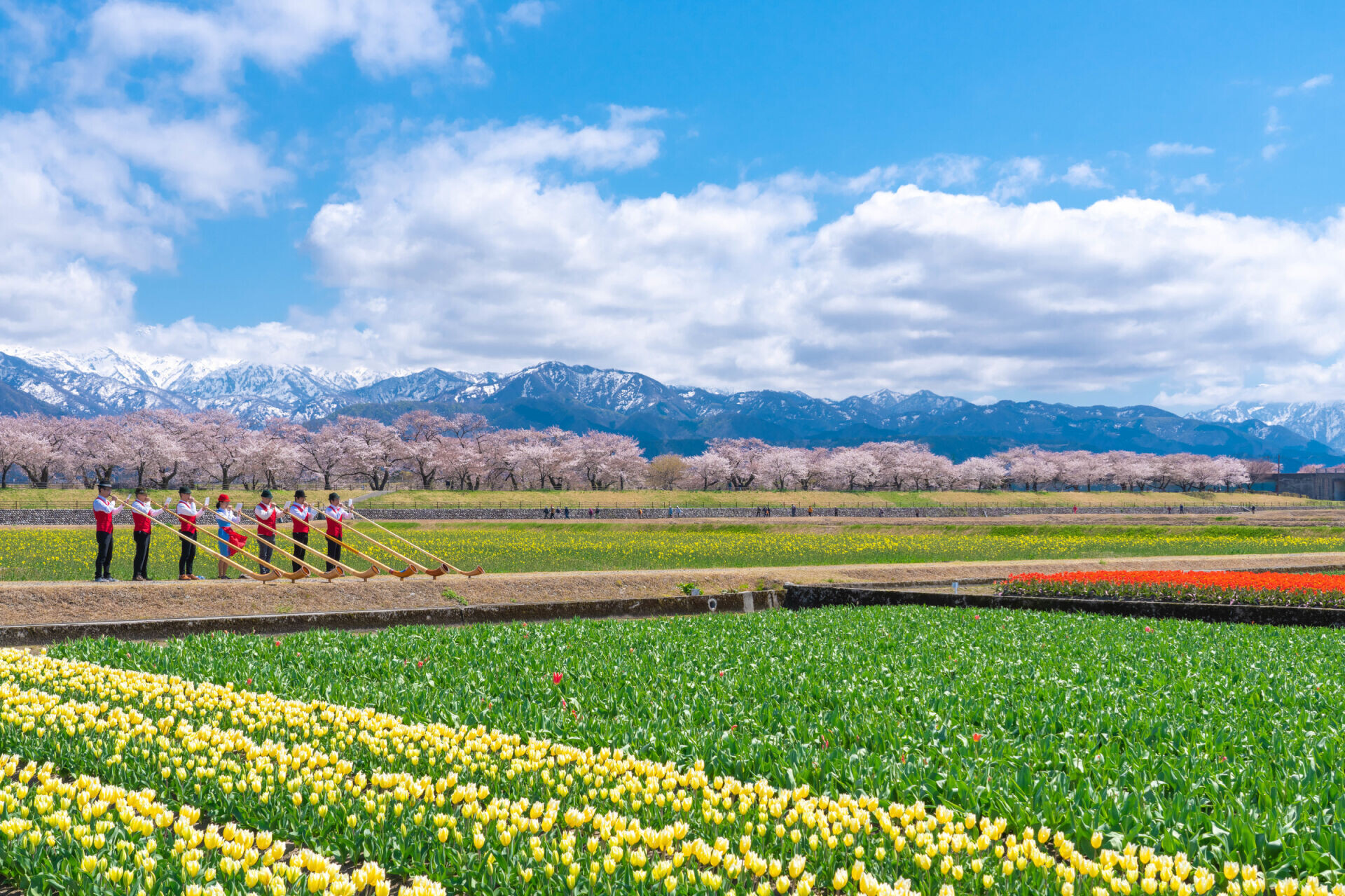 「春之四重奏」是絕少可以一次過盡看雪山、櫻花、鬱金香及油菜花美景。