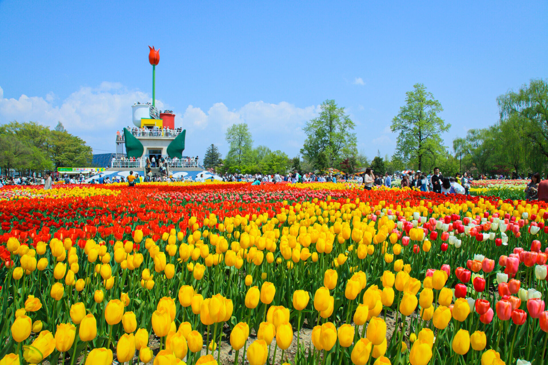 富山縣礪波鬱金香公園於4月中起舉行鬱金香博覽會。