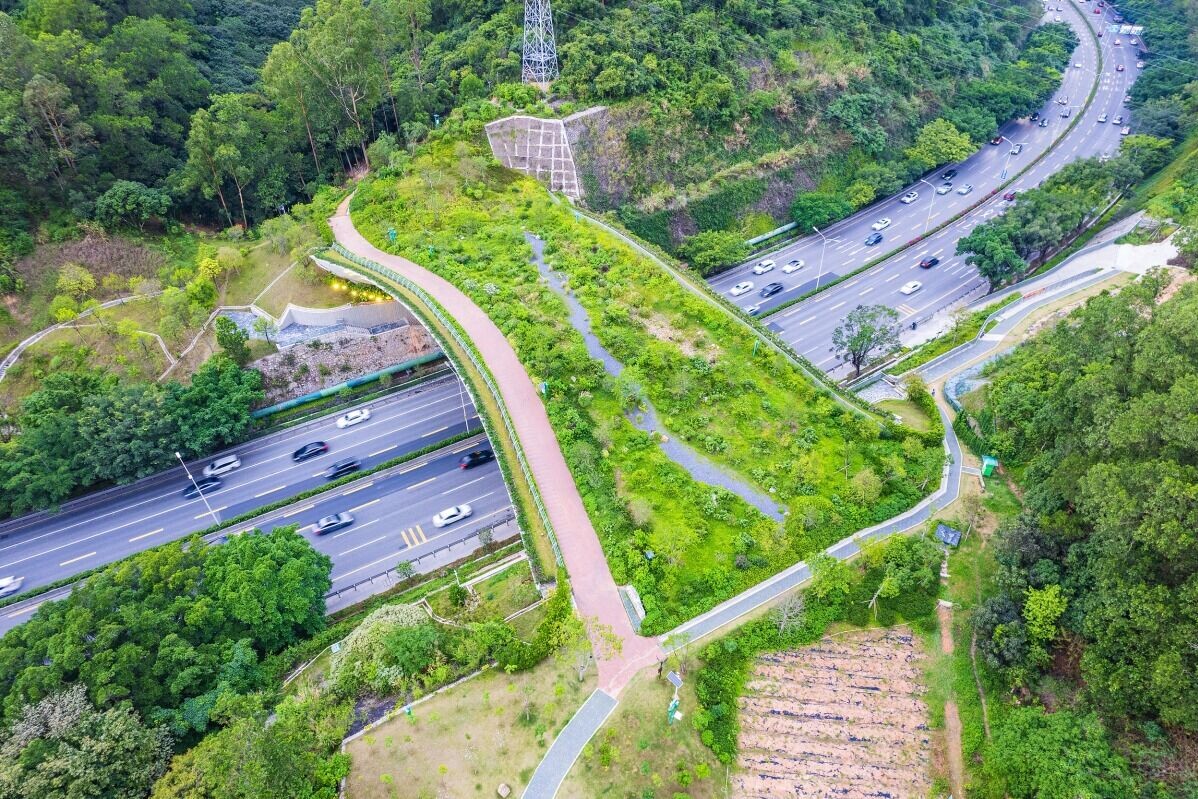 深圳鯤鵬徑一號橋九成空間都以原始山林模樣建,僅一成是行人路,圖中最左面為紅磚行人路,行山人士沿途可以看到野生動物或雀鳥在野林中活動。(圖片來源:幸福福田—中共深圳市福田區委宣傳部)