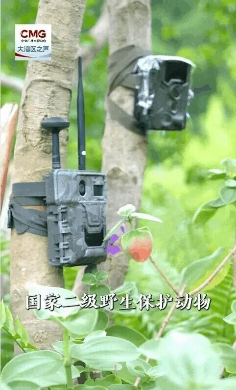 深圳鯤鵬徑一號橋設有多部紅外線相機及監察器,全天候監察橋上的野生狀態,包括濕度、野生物種等。(圖片來源:幸福福田—中共深圳市福田區委宣傳部)