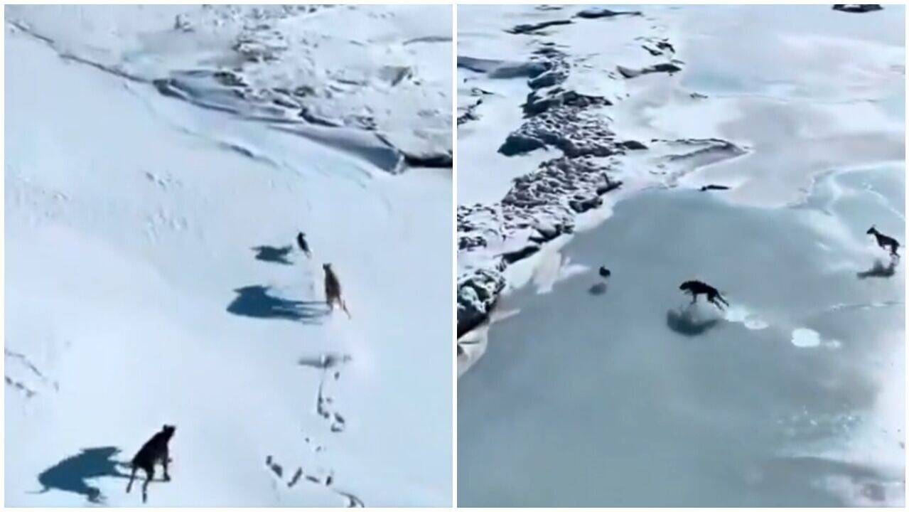 雪地野兔遭2獵犬圍捕狂飆逃命，萬人屏息靜觀生死瞬間。(X)