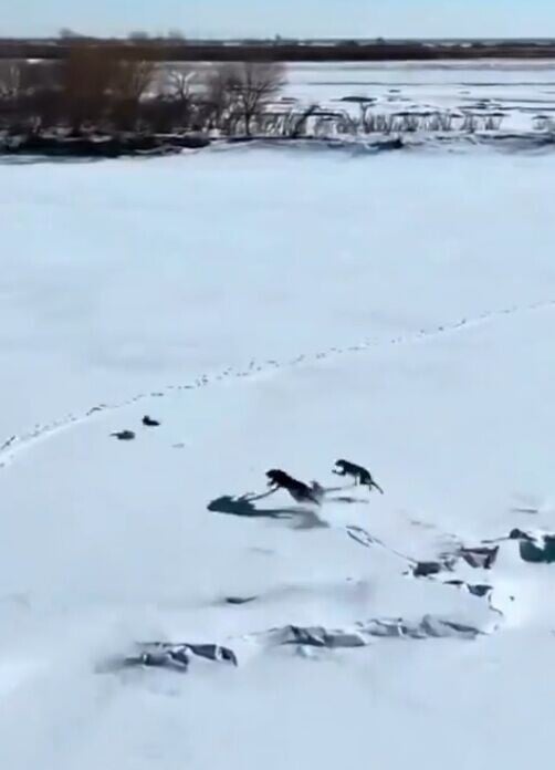 野兔數次險被獵犬追上,卻靈巧地避開且走出困局。(X)