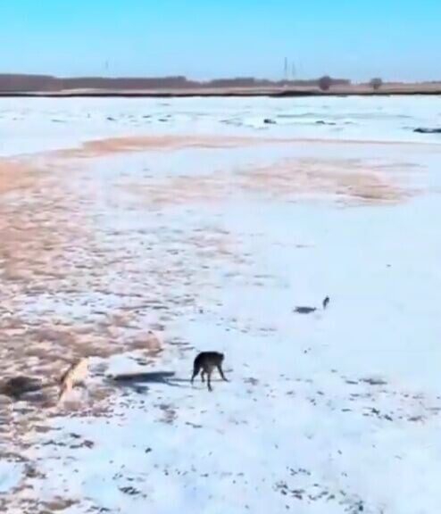 野兔數次險被獵犬追上,卻靈巧地避開且走出困局。(X)