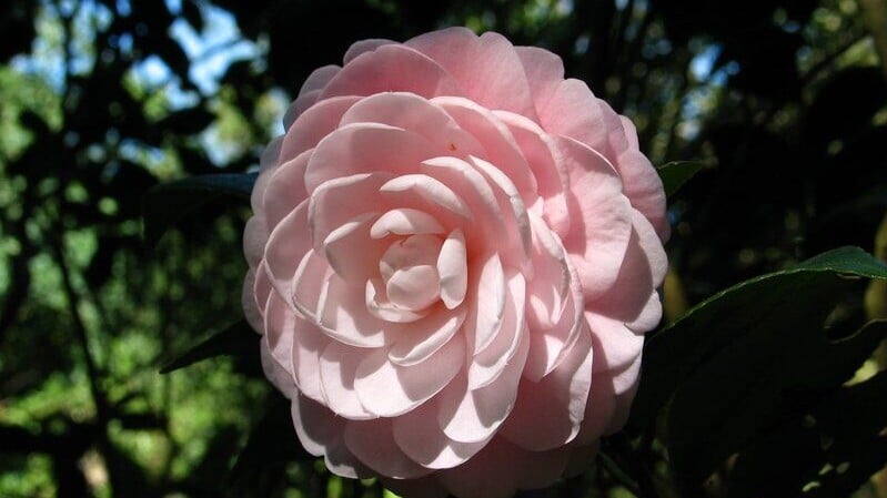 山茶花