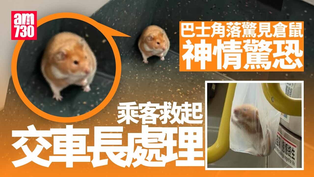 好人好事｜九巴驚現走失倉鼠　乘客善心相助交車長處理