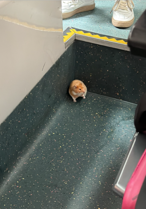 圖檔