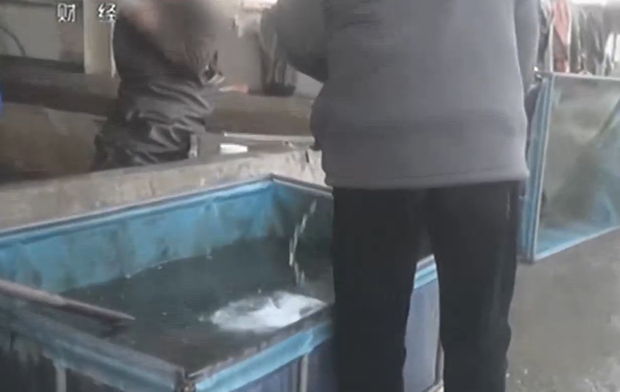央視記者直擊商戶向活魚倒入麻藥「丁香酚」甚至工蘇業用酒精。(互聯網)