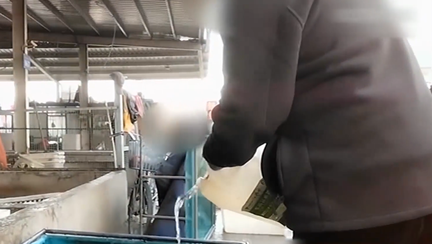 央視記者直擊商戶向活魚倒入麻藥「丁香酚」甚至工蘇業用酒精。(互聯網)