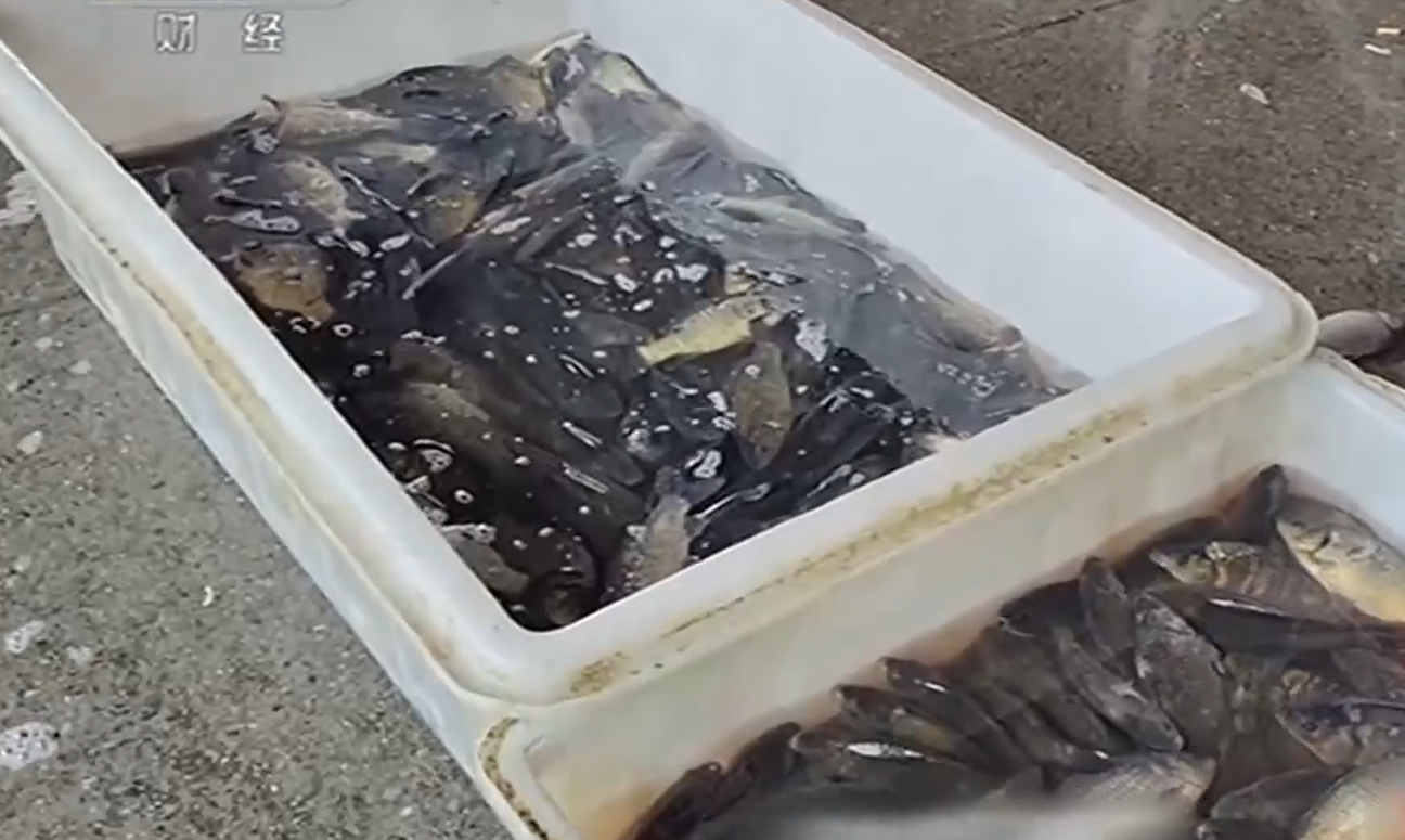 央視記者直擊商戶向活魚倒入麻藥「丁香酚」甚至工蘇業用酒精。(互聯網)
