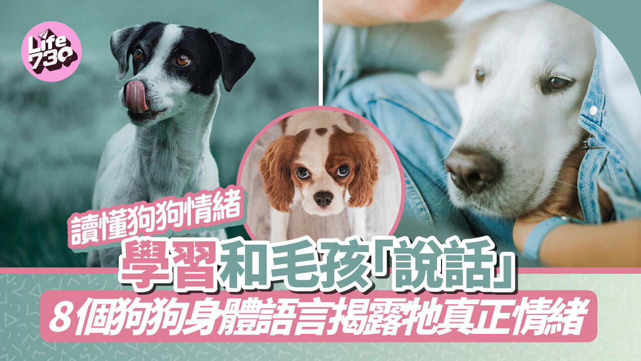 讀懂狗狗情緒 | 學習和毛孩「說話」 8個狗狗身體語言揭露牠真正情緒