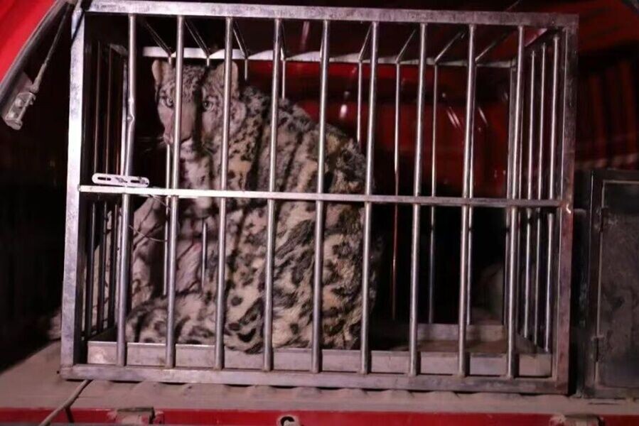 雪豹連夜移交至新疆野生動物救護中心,正接受專業治療和健康監察。(微博)