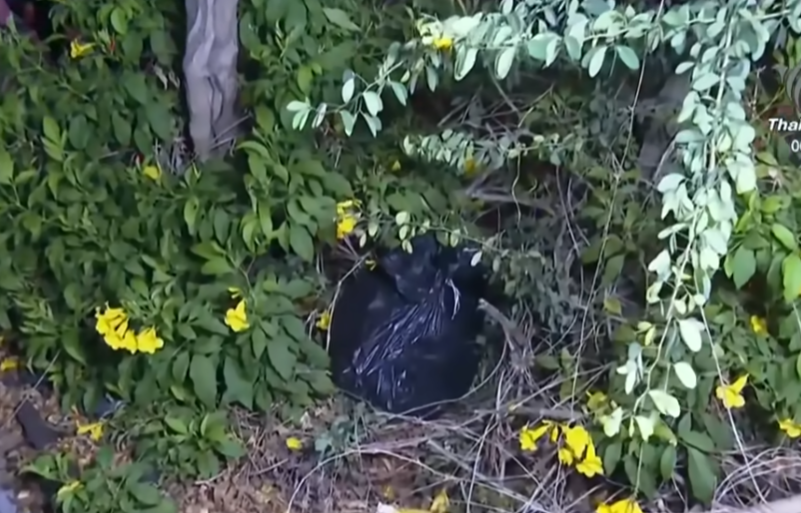 泰國肢解