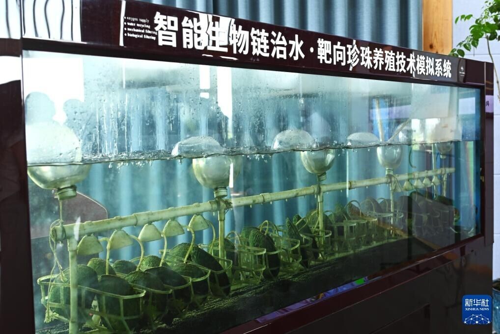 圖為山下湖鎮的珍珠養殖技術模擬系統,工作人員只需要設置好投餵間隔時間,通過電腦遠程控制,就能將藻類像「吊針」一樣投餵到每一只河蚌體內,避免向水域直接投肥,從根本上切斷污染源。(網上圖片)