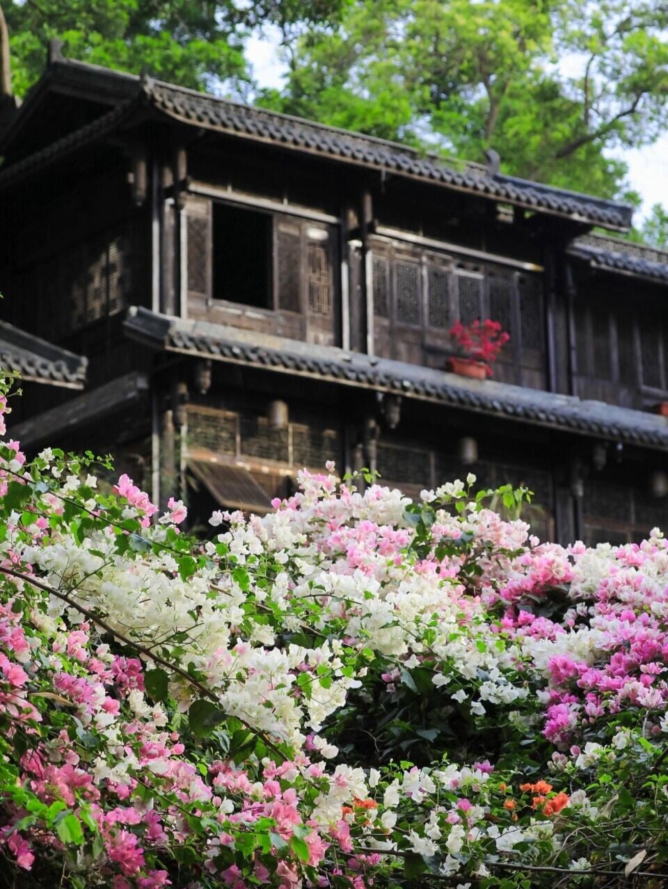 甘坑古鎮內的簕杜鵑,攀附在客家圍屋屋頂,襯托出古風韻味。(圖片來源:Bingley旅行記@小紅書)