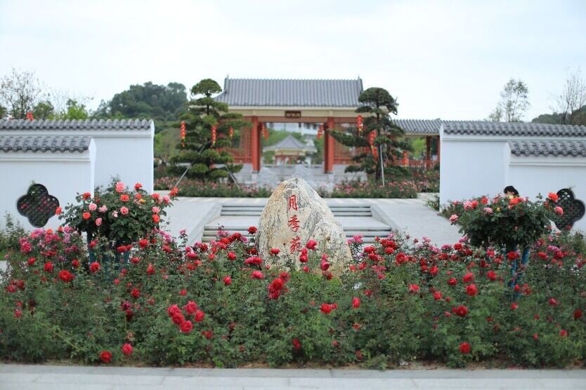 深圳賞花好去處|位置寶安區與光明區之間的五指耙公園,面積達3.3萬米,有超過100多種月季花,是深圳最大的月季園。(圖片來源:視覺中國)