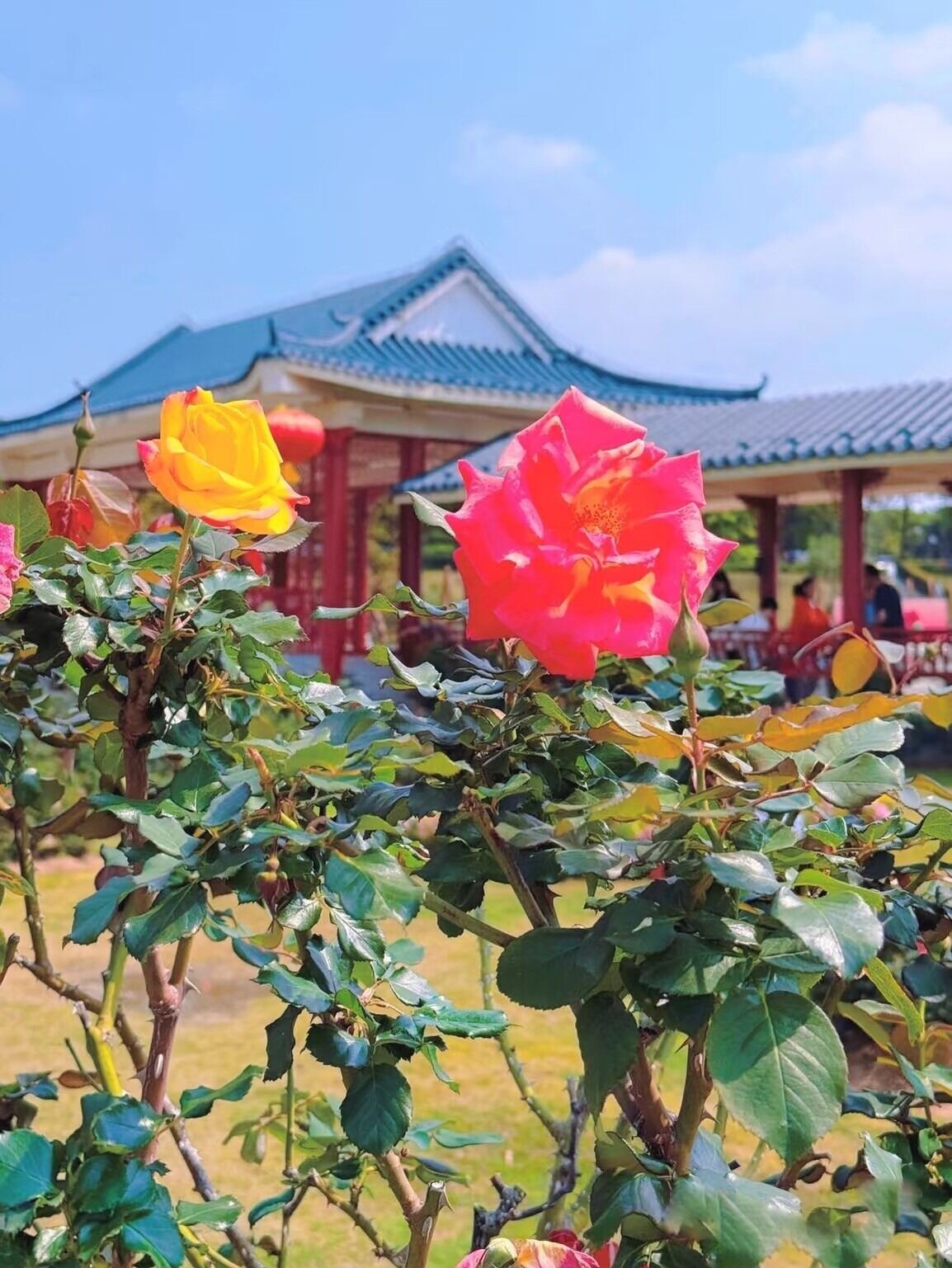 深圳賞花好去處|五指耙公園連續多年都是深圳月季花展的分會場,園外有小徑連接街上,是附近社區居民的後花園。(圖片來源:寶安種草君@小紅書)