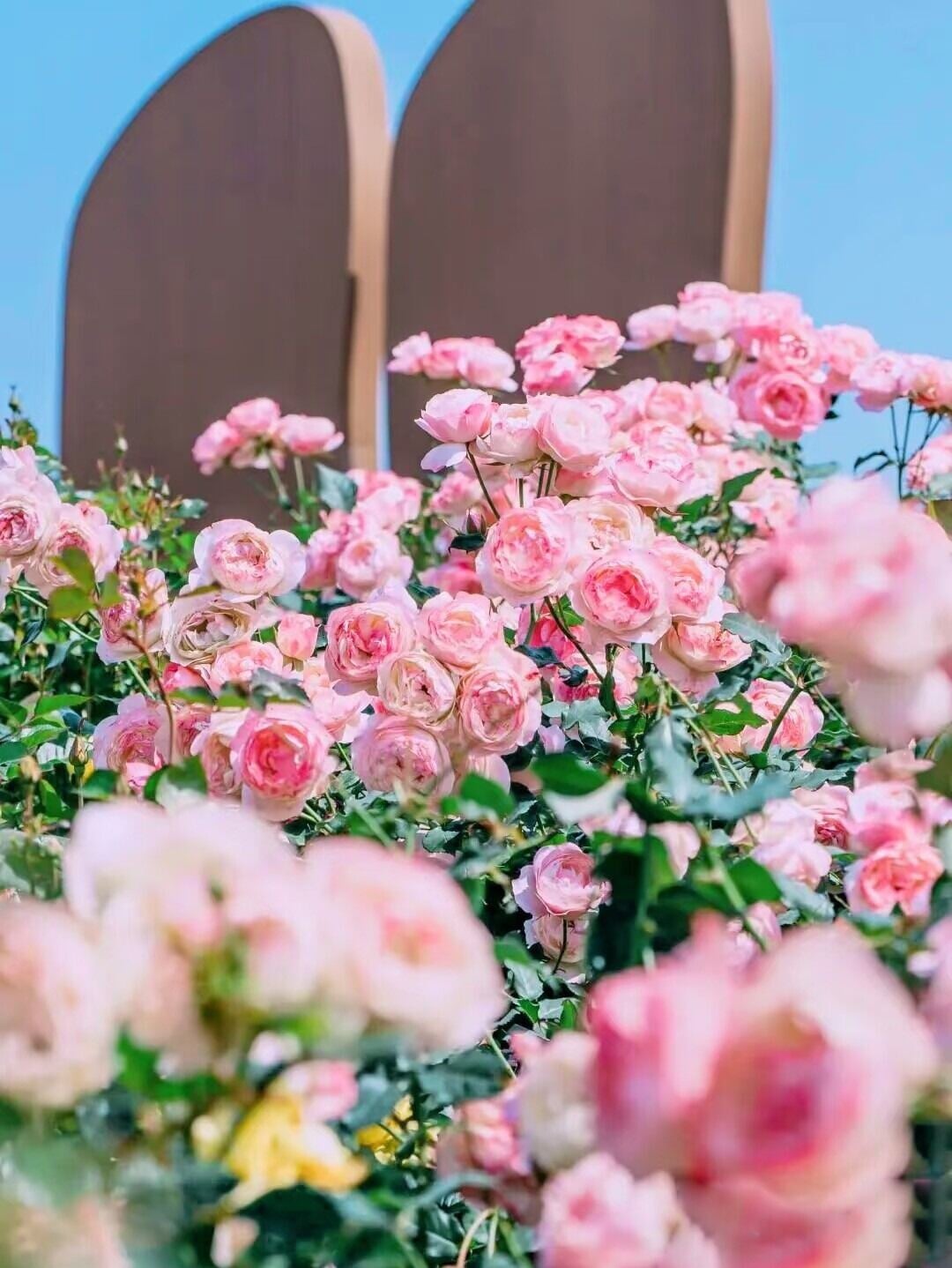 深圳賞花好去處|五指耙公園內,大片粉紅色月季花海迎風飄逸,看得人心曠神怡。(圖片來源:寶安種草君@小紅書)
