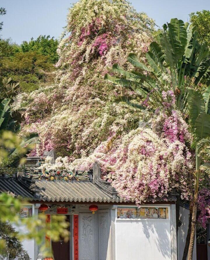 深圳賞花好去處|園博園的簕杜鵑,3月至4月進入盛花期,非常壯觀。(圖片來源:264259549@小紅書)