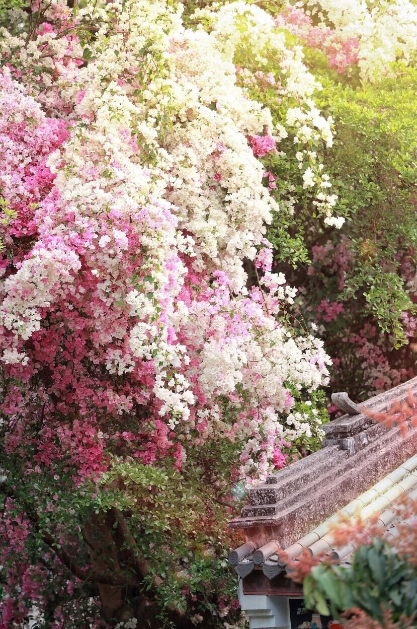 深圳賞花好去處|深圳園博園是國家重點公園,園內匯芳園的簕杜鵑是深圳最著名的簕杜鵑景觀之一,因為簕杜鵑色彩與姿態別具特,被綱友封為深圳「花妖」。(圖片來源:視覺中國)