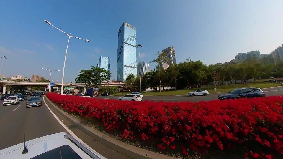 深圳近年積極在大街上種植花海,鮮艷奪目的花兒令城市更顯活力。(圖片來源:視覺中國)