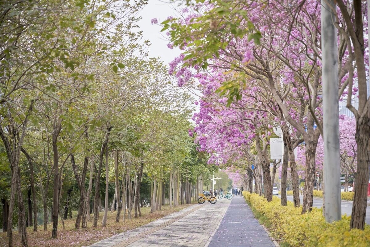 深圳在街道兩旁種植不同的鮮花,春天花瓣隨風飄下,令繁忙的城市抹上一層浪漫。(圖片來源:視覺中國)