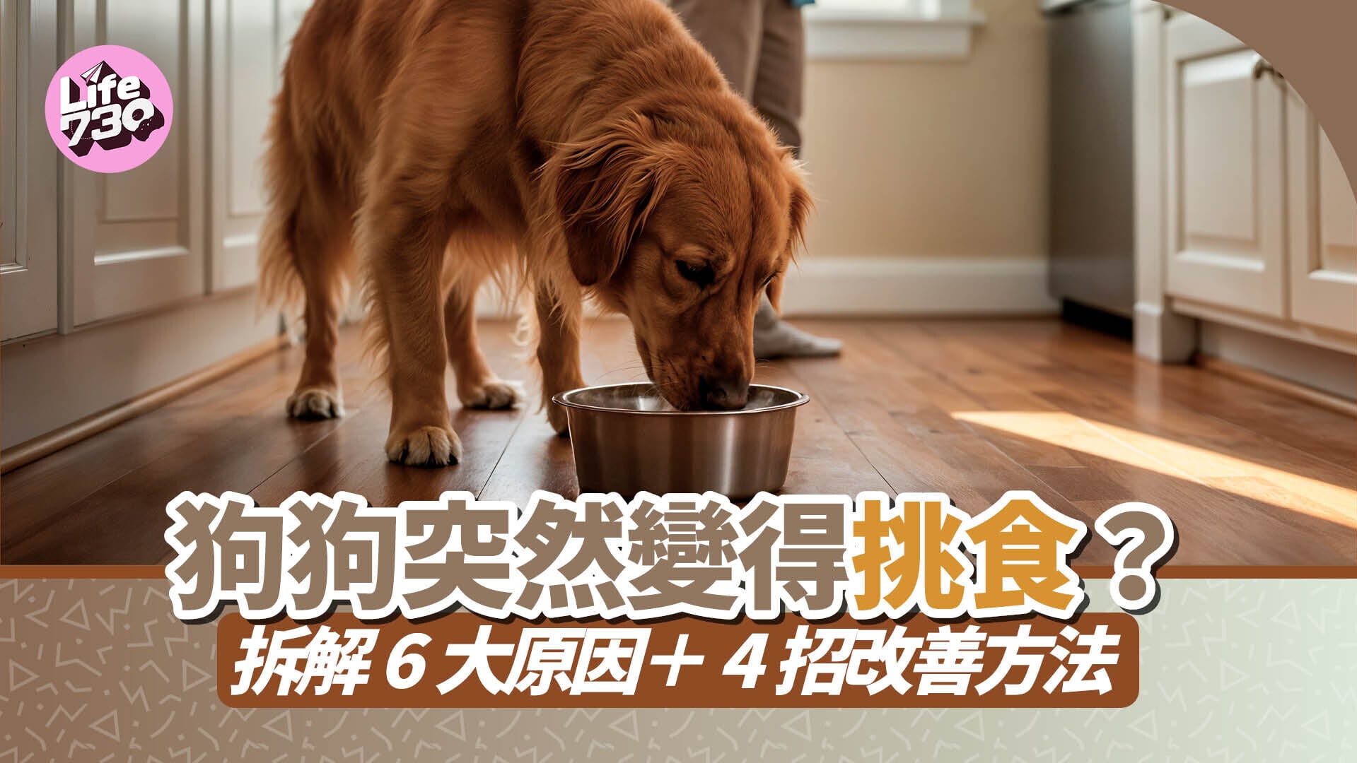 狗狗突然變得挑食？拆解6大原因＋4招改善方法