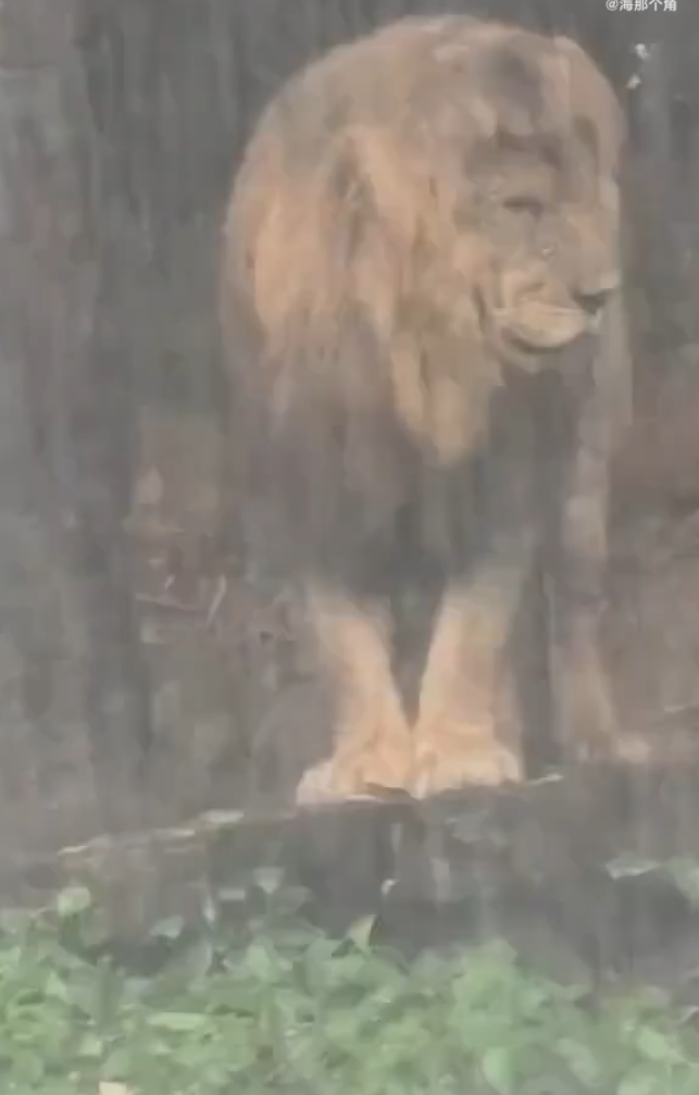 廣州長隆野生動物世界近日一隻「憂鬱」淋雨的獅子走紅社交平台。有遊客拍攝到牠在雨中一動不動的模樣(影片截圖)