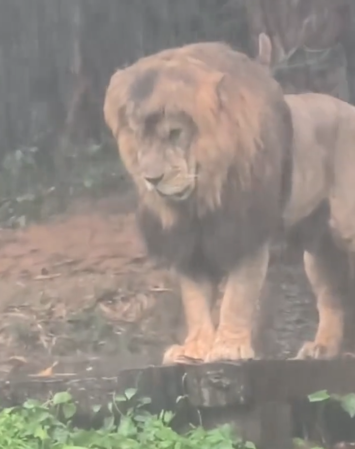 廣州長隆野生動物世界近日一隻「憂鬱」淋雨的獅子走紅社交平台。有遊客拍攝到牠在雨中一動不動的模樣(影片截圖)