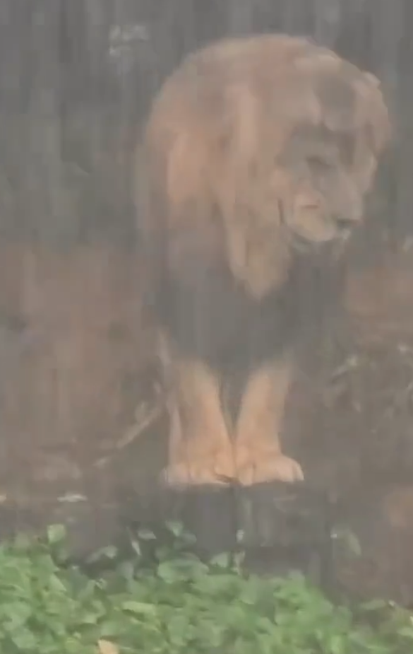 廣州長隆野生動物世界近日一隻「憂鬱」淋雨的獅子走紅社交平台。有遊客拍攝到牠在雨中一動不動的模樣(影片截圖)