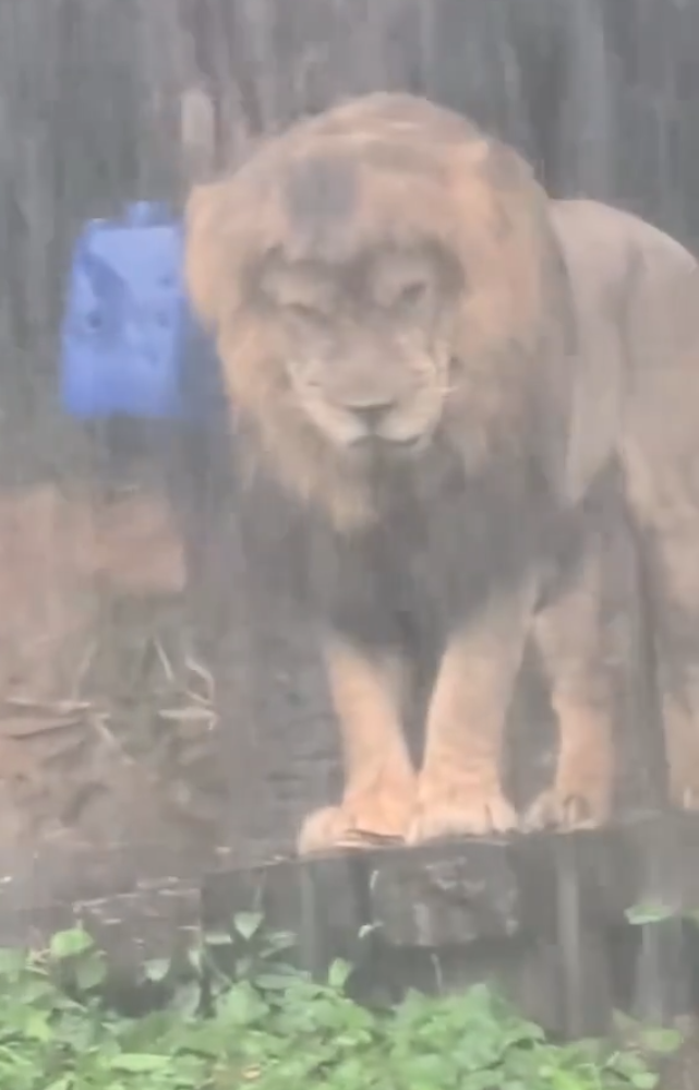 廣州長隆野生動物世界近日一隻「憂鬱」淋雨的獅子走紅社交平台。有遊客拍攝到牠在雨中一動不動的模樣(影片截圖)