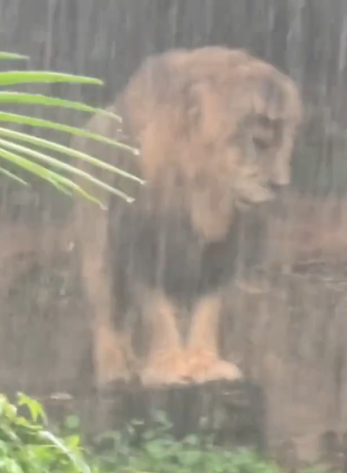 廣州長隆野生動物世界近日一隻「憂鬱」淋雨的獅子走紅社交平台。有遊客拍攝到牠在雨中一動不動的模樣(影片截圖)
