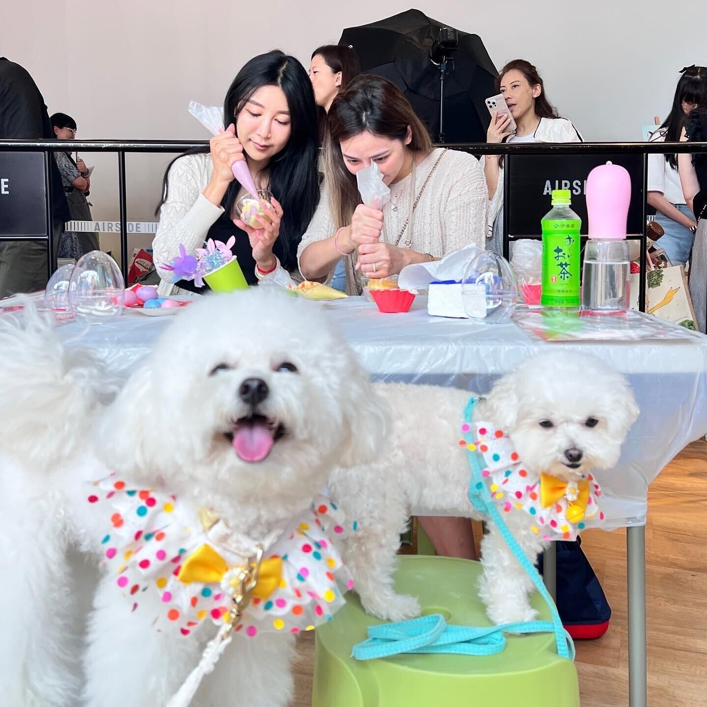 寵物蛋糕DIY工作坊 (1)