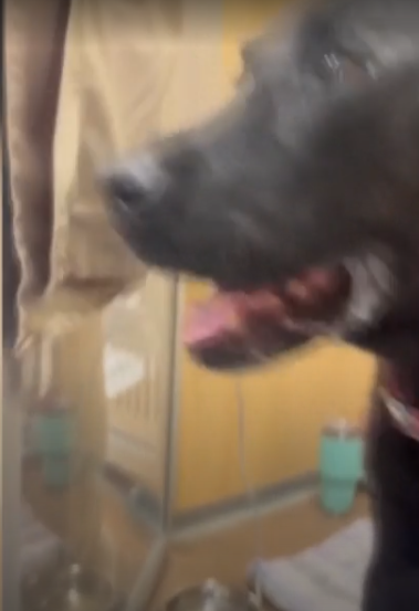虐狗