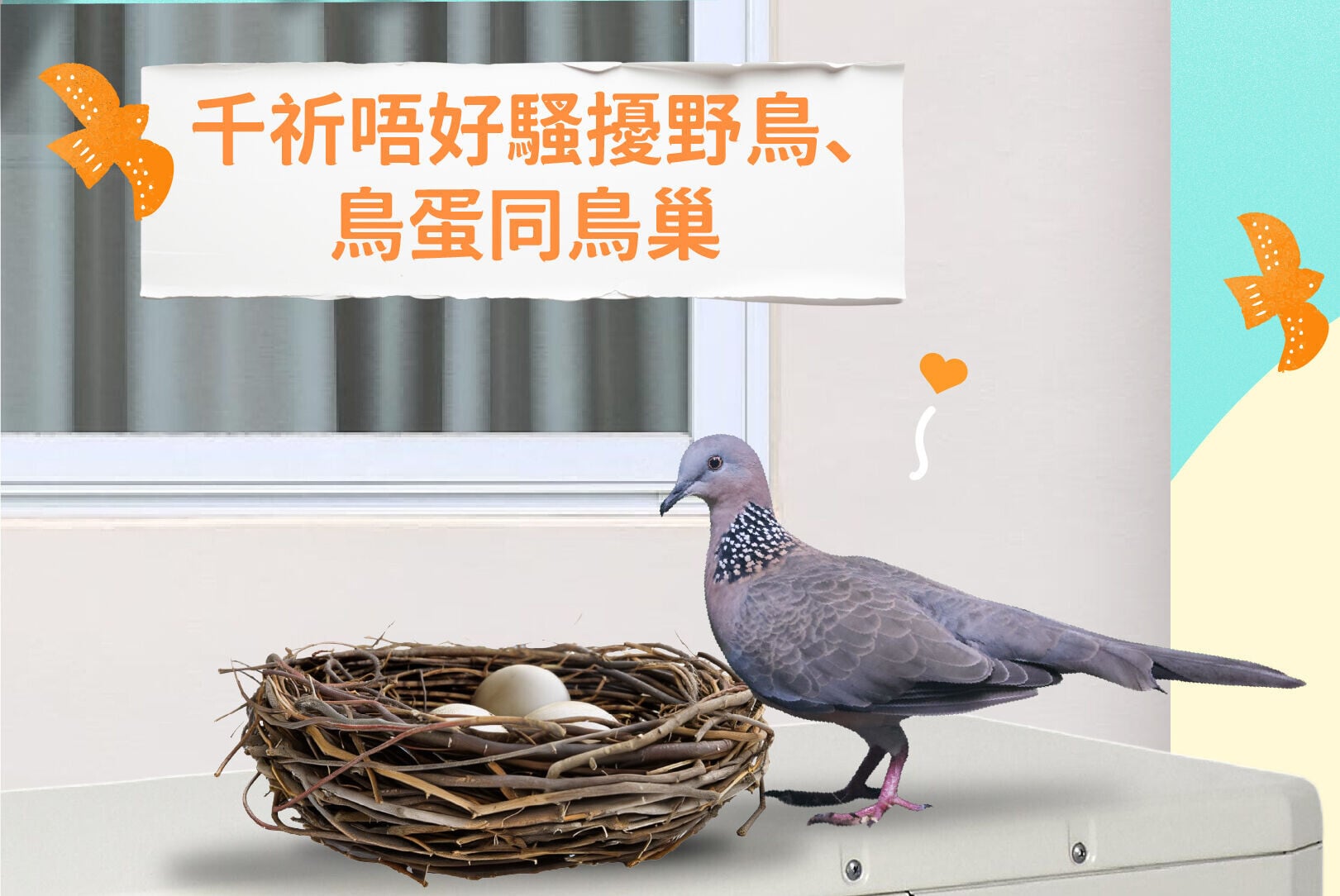 處理鳥巢小貼士，千祈唔好騷擾野鳥、鳥蛋同鳥巢（漁護署）