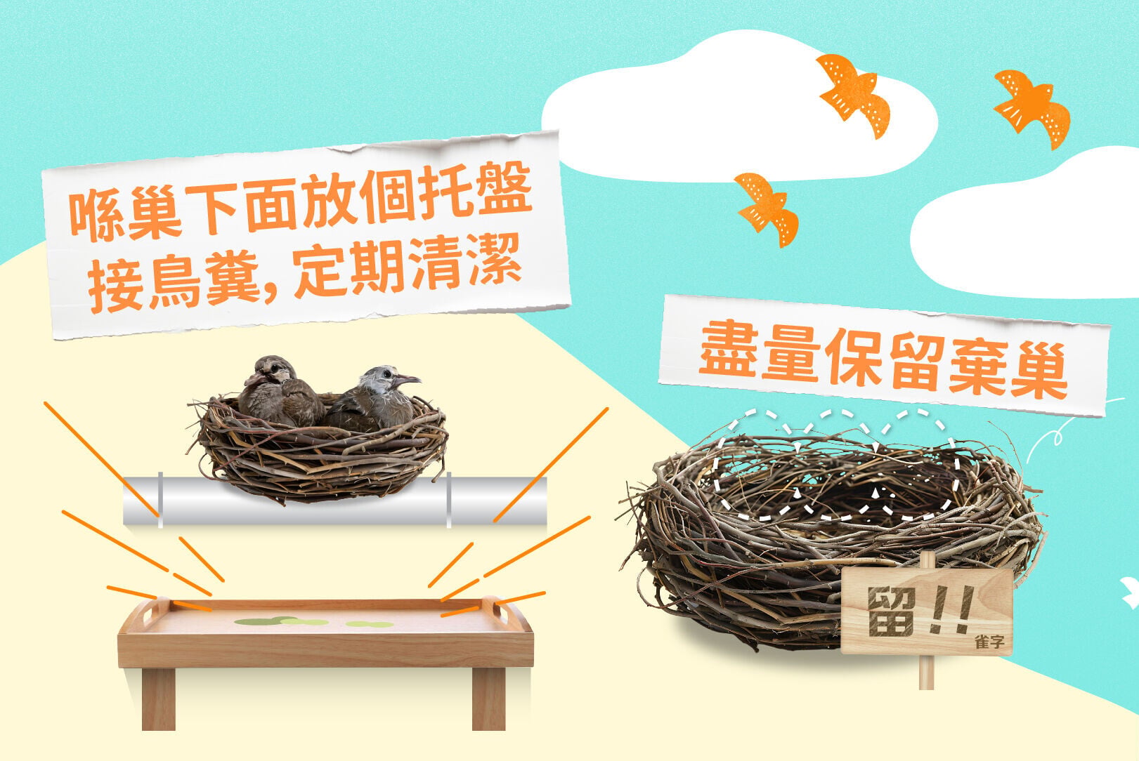 處理鳥巢小貼士，想保持環境衞生?可以喺巢下面放托盤接鳥糞，定期清潔（漁護署）
